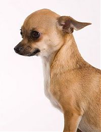 Fauna & Flora: cute puppy dog