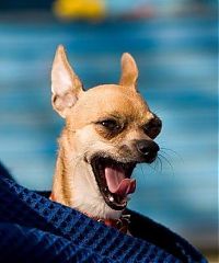 Fauna & Flora: cute puppy dog