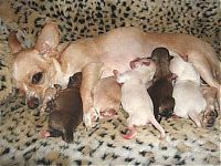 Fauna & Flora: cute puppy dog