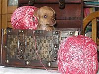 Fauna & Flora: cute puppy dog