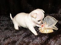 Fauna & Flora: cute puppy dog