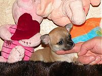 Fauna & Flora: cute puppy dog