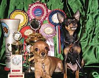 Fauna & Flora: cute puppy dog