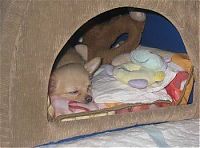 Fauna & Flora: cute puppy dog