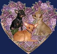 Fauna & Flora: cute puppy dog