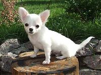 Fauna & Flora: cute puppy dog