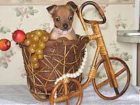 Fauna & Flora: cute puppy dog