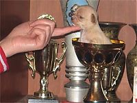 Fauna & Flora: cute puppy dog