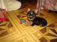 TopRq.com search results: cute puppy dog