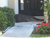 Fauna & Flora: Alligator surprise, Florida, United States