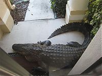 TopRq.com search results: Alligator surprise, Florida, United States