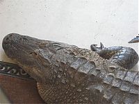 Fauna & Flora: Alligator surprise, Florida, United States