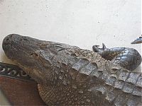 TopRq.com search results: Alligator surprise, Florida, United States