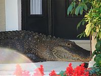 Fauna & Flora: Alligator surprise, Florida, United States