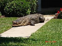 Fauna & Flora: Alligator surprise, Florida, United States