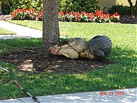 Fauna & Flora: Alligator surprise, Florida, United States