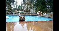 TopRq.com search results: Biologist Casey Anderson, and his bear Butusov