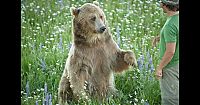 TopRq.com search results: Biologist Casey Anderson, and his bear Butusov