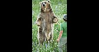 TopRq.com search results: Biologist Casey Anderson, and his bear Butusov