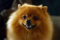 Fauna & Flora: Dogs exhibition