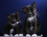 Fauna & Flora: kitten