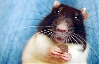 Fauna & Flora: cute rat