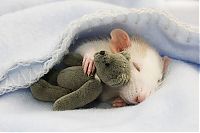 Fauna & Flora: cute rat