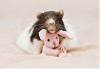 Fauna & Flora: cute rat