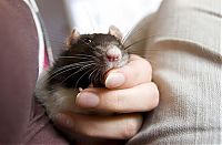 Fauna & Flora: cute rat