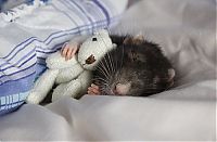 Fauna & Flora: cute rat