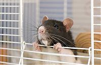 Fauna & Flora: cute rat
