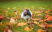 Fauna & Flora: cute rat