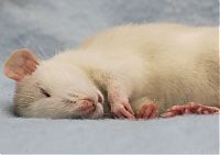 Fauna & Flora: cute rat