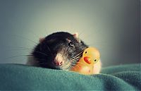 Fauna & Flora: cute rat