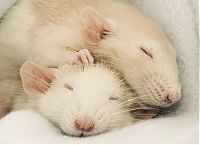 Fauna & Flora: cute rat