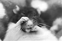 Fauna & Flora: cute rat