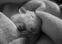 Fauna & Flora: cute rat