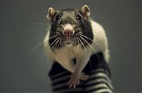 Fauna & Flora: cute rat