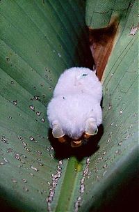 white bats