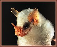 white bats