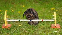 TopRq.com search results: rabbit jumper