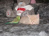 TopRq.com search results: cat and bird couple