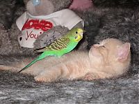 TopRq.com search results: cat and bird couple