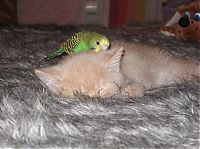 TopRq.com search results: cat and bird couple