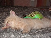 TopRq.com search results: cat and bird couple