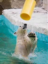 TopRq.com search results: playful polar bear