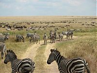 TopRq.com search results: migration of wild animals