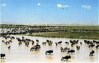 TopRq.com search results: migration of wild animals