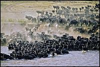 TopRq.com search results: migration of wild animals