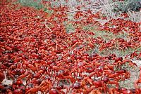 TopRq.com search results: migration of wild animals